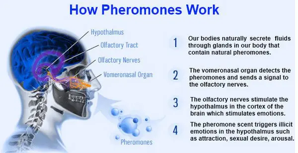 Cơ chế của Pheromone